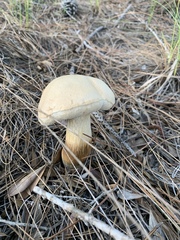 Tylopilus rhoadsiae