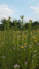 Vernonia