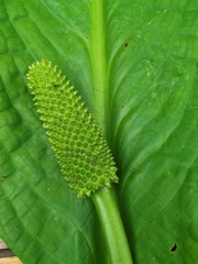 Lysichiton camtschatcensis