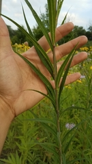 Vernonia