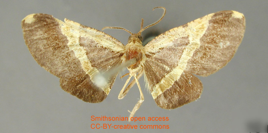 Phaludia janeira