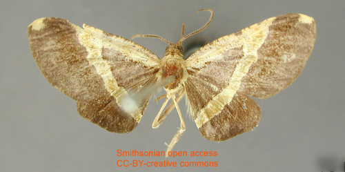 Phaludia janeira