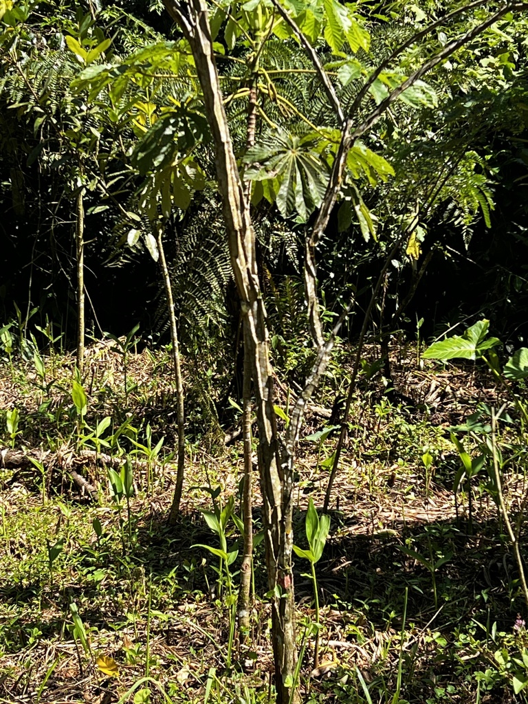 Foto de Angico-Jacaré