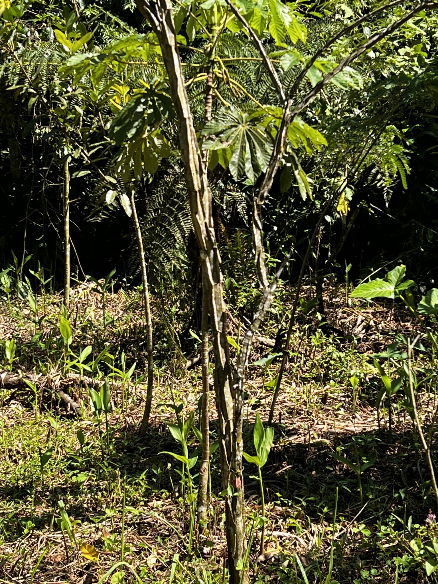 Imagem de Angico-Jacaré