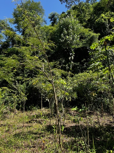 Foto de Angico-Jacaré