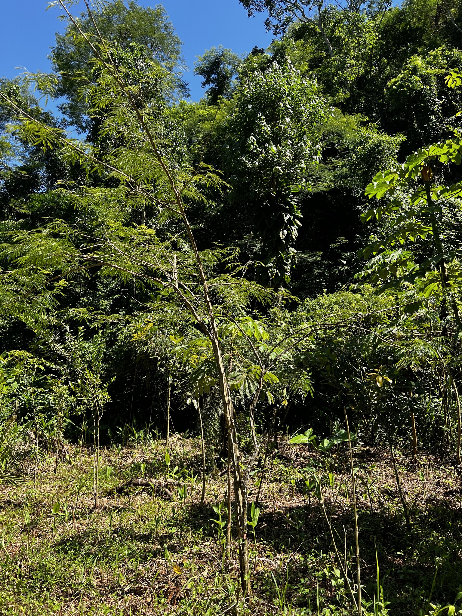 Imagem de Angico-Jacaré