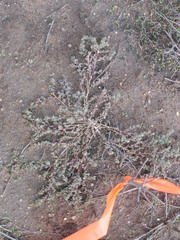 Atriplex pacifica