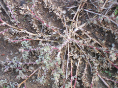 Atriplex pacifica