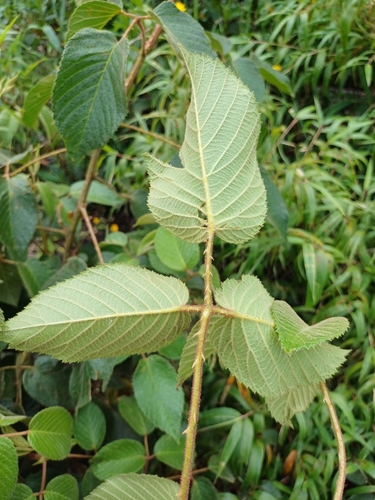 Amora do mato