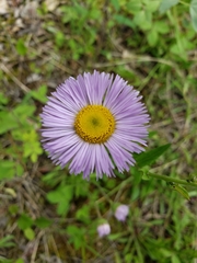 Erigeron glabellus