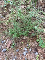 Polypremum procumbens