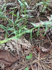 Polypremum procumbens