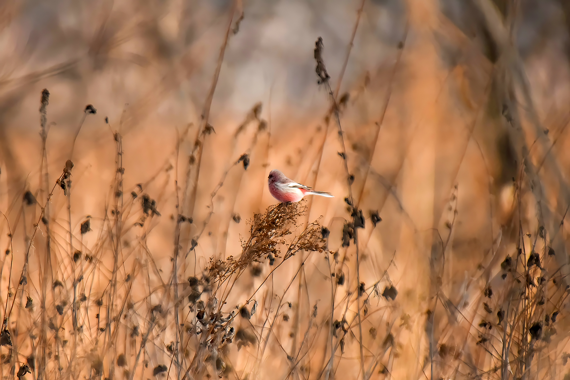 Long-tailed Rosefinch