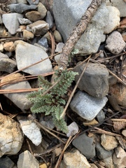 Pedicularis semibarbata charlestonensis