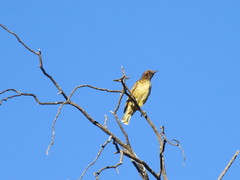 Chlamydera guttata
