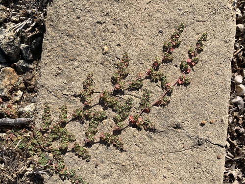 Foto de Quebra-pedras, quebra-pedras-roxo, erva-pombinha, saxifraga, burra-leiteira, erva-de-santa-luzia, caá-cambui.