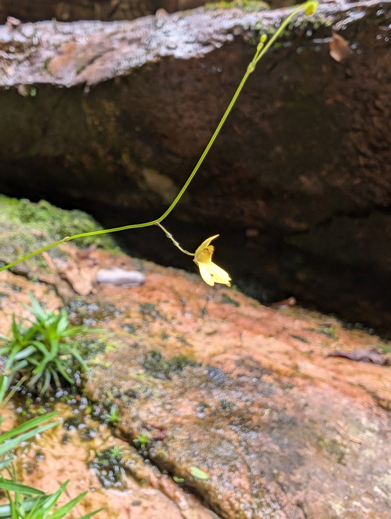 Utricularia flaccida A.DC. 3