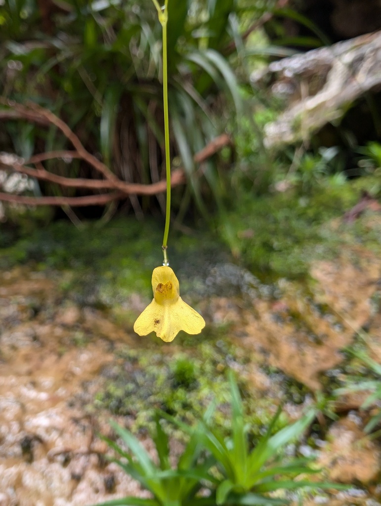 Utricularia flaccida A.DC.