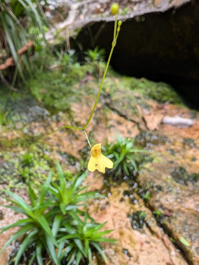 Utricularia flaccida A.DC. 2