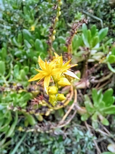 Foto de Planta jade