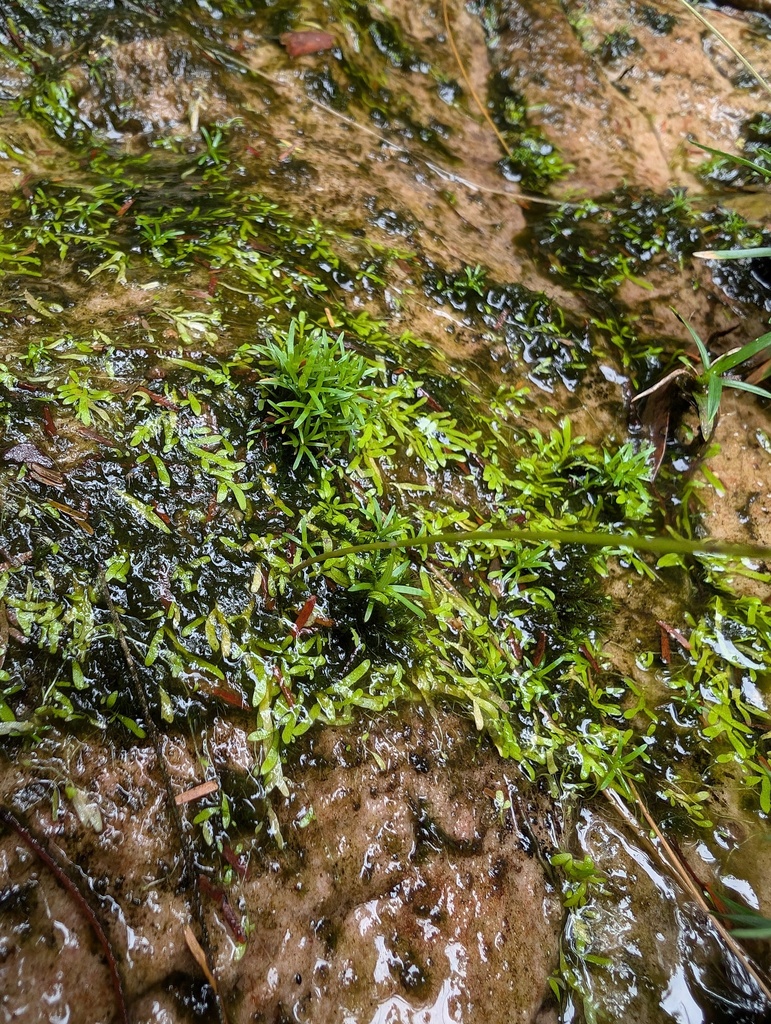 Utricularia flaccida A.DC. 4