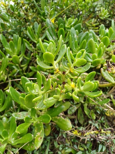 Foto de Planta jade
