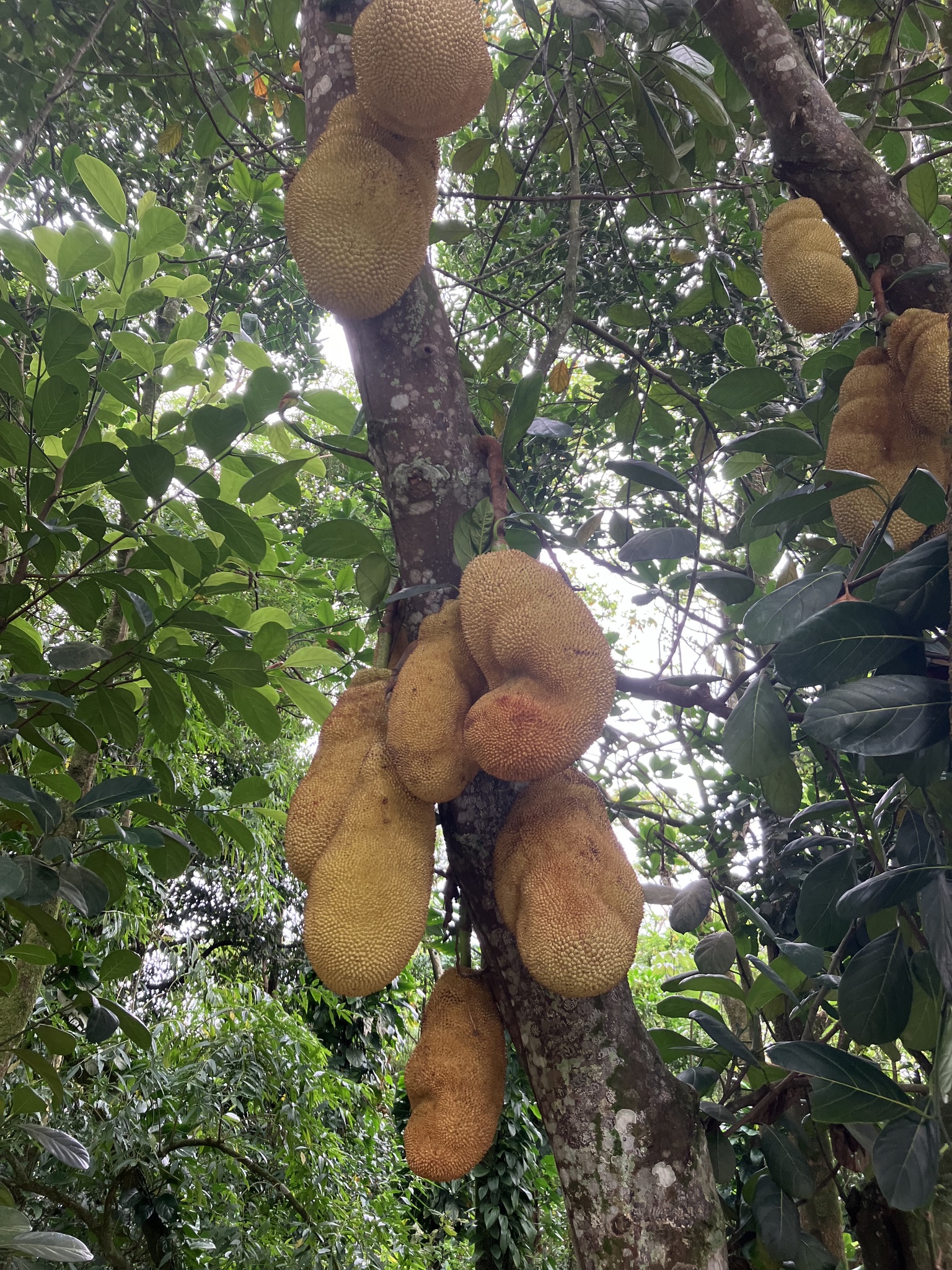 Artocarpus heterophyllus