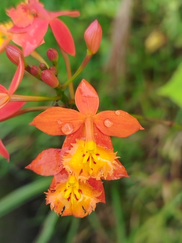 Foto de Orquídea-radicans