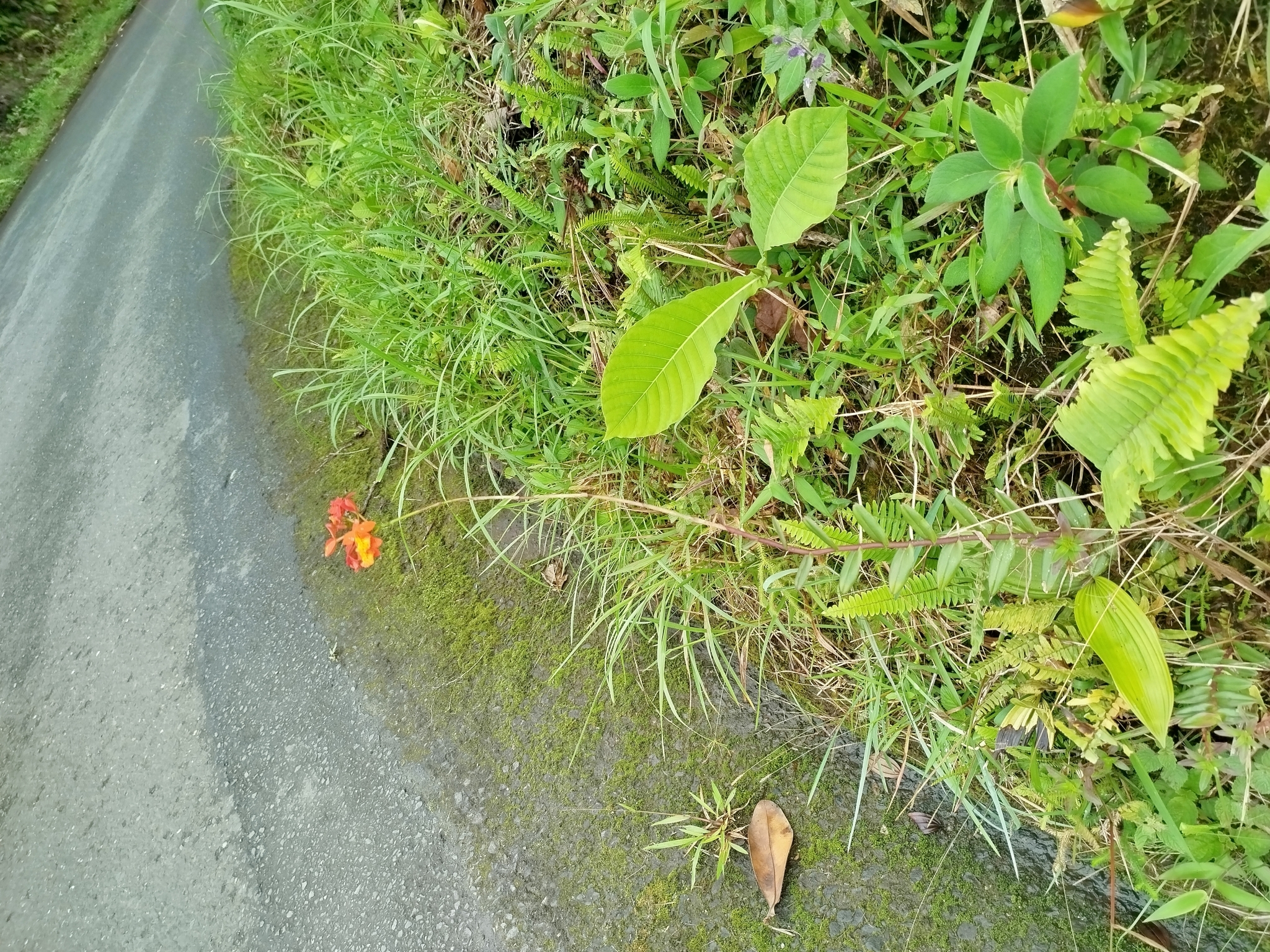 Imagem de Orquídea-radicans