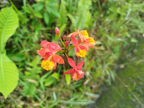 Foto de Orquídea-radicans