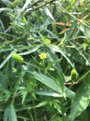Ranunculus pensylvanicus