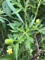 Ranunculus pensylvanicus