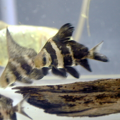 Chinese Sucker photo 5