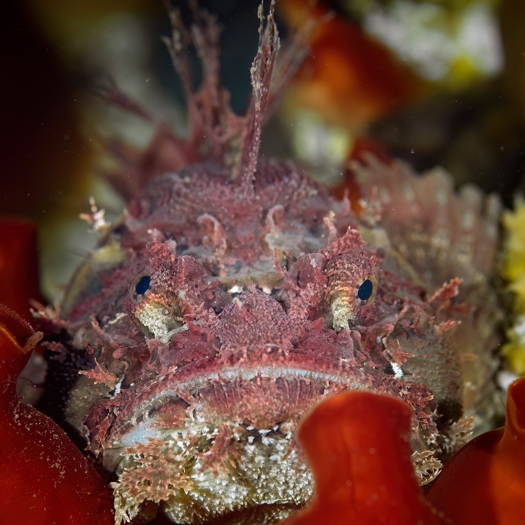 Sea raven (Hemitripterus villosus) — Hemitripteridae