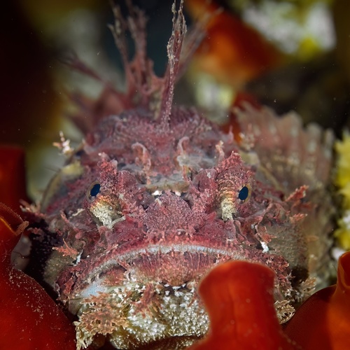 Sea raven (Hemitripterus villosus) — Hemitripteridae