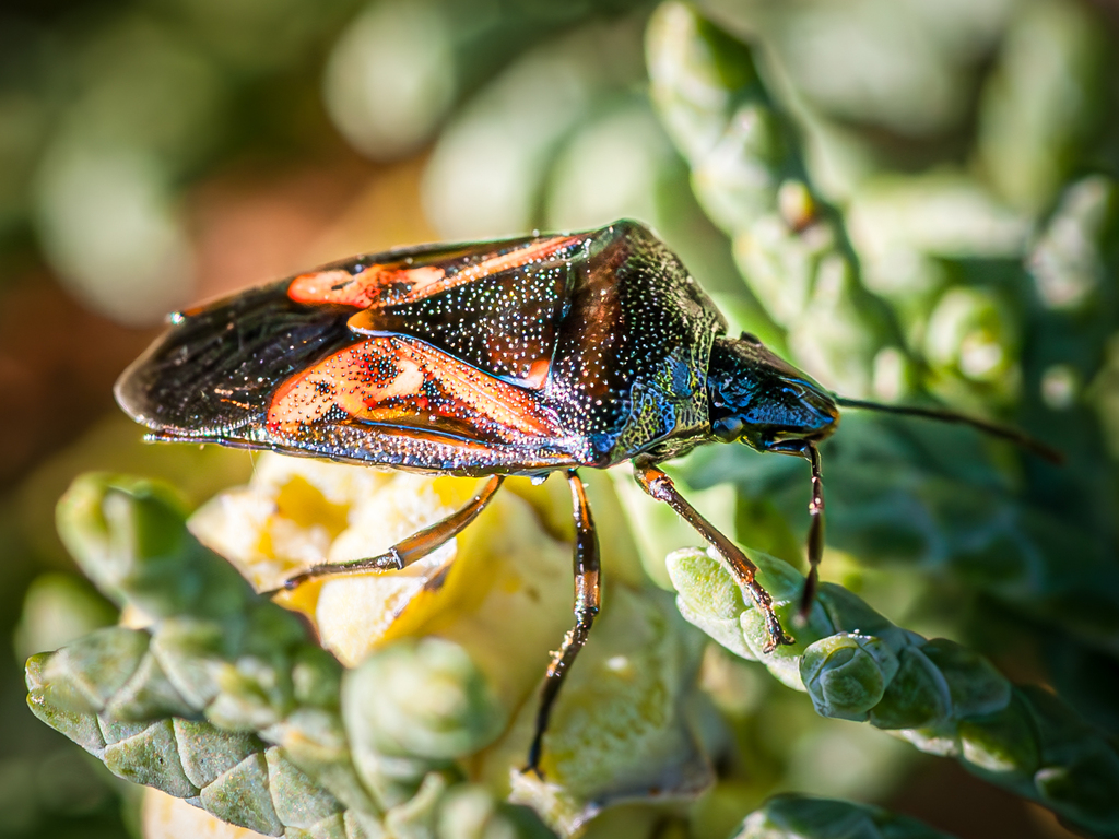 Juniper Shield Bug from 01 Radebeul, Deutschland on September 16, 2012 ...