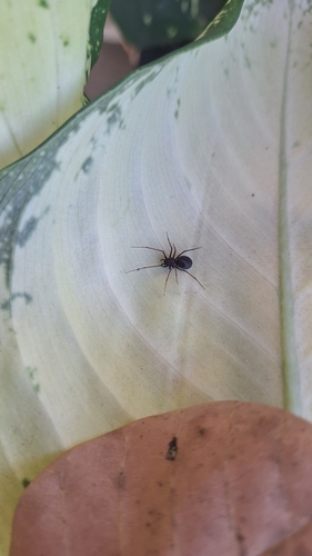 Brown Spitting Spider