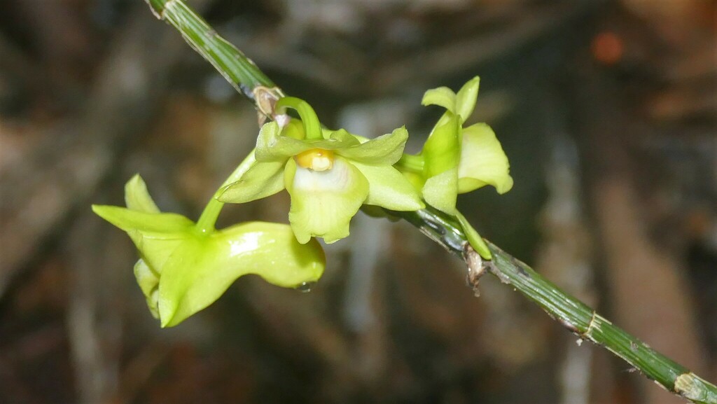 Dendrobium compressimentum J.J.Sm.