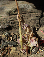 Kalanchoe rotundifolia