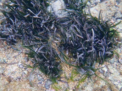 Grama marinha