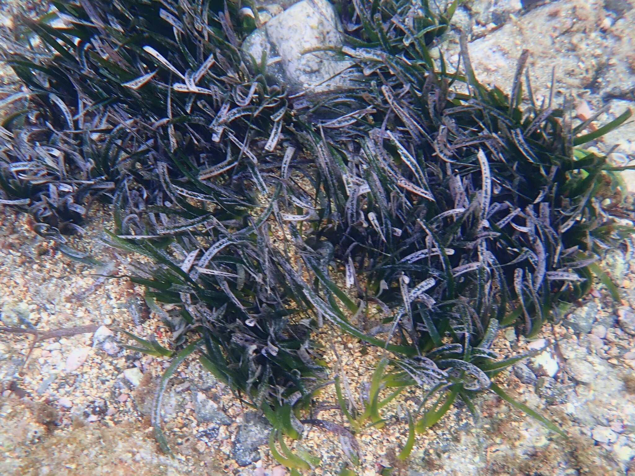 Imagem de Grama marinha