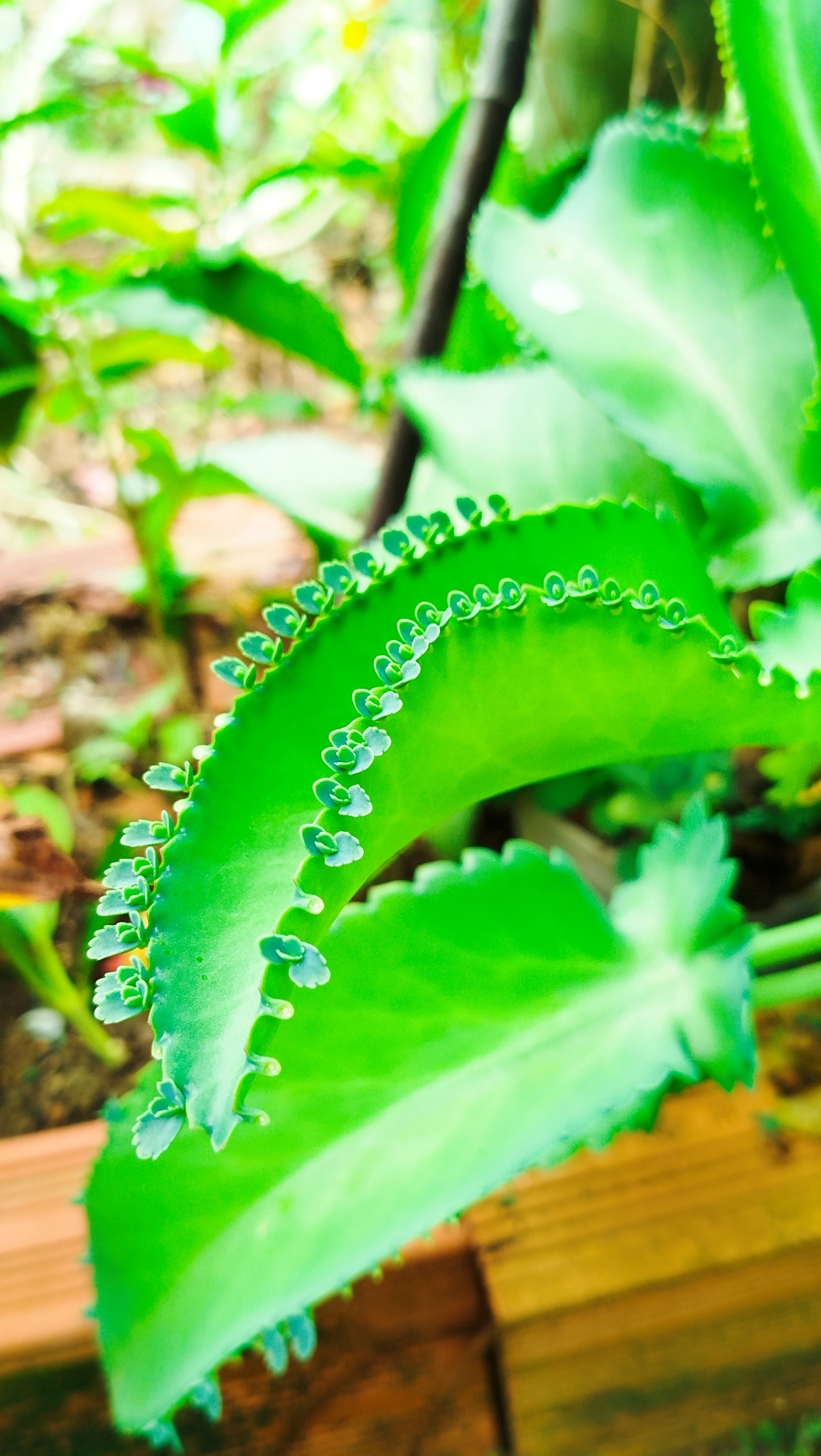 Kalanchoe laetivirens