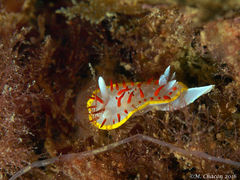 Diaphorodoris papillata