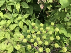 Angelica triquinata