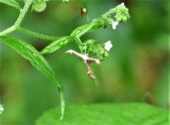 Gillmeria pallidactyla