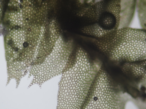 Cryptolophocolea, 2024-12-15