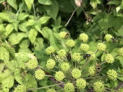 Angelica triquinata