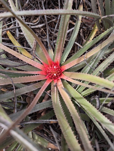 Sincoraea burle-marxii, photograph 6