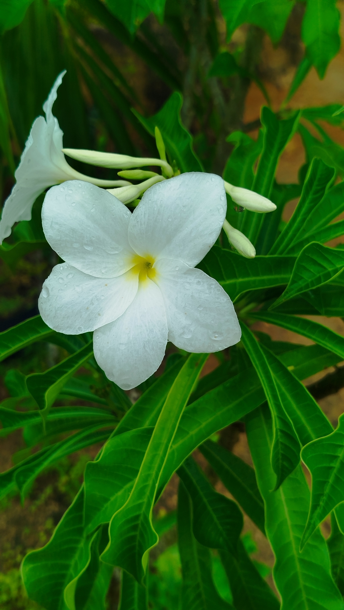 Plumeria pudica