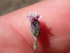 Lessingia arachnoidea